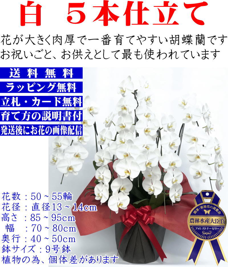 胡蝶蘭 お祝い 開店祝 開院祝 開業祝 当選祝 叙勲祝 栄転祝 昇進祝 白 胡蝶蘭5本立ち 50 55輪 大輪 お祝い 胡蝶蘭お供え叙勲 就任退職還暦米寿新築誕生日花ギフト母の日父の日敬老の日移転祝 胡蝶蘭 花屋 送料無料 あすに届ける贈答品プレミアム Prescriptionpillsonline Is