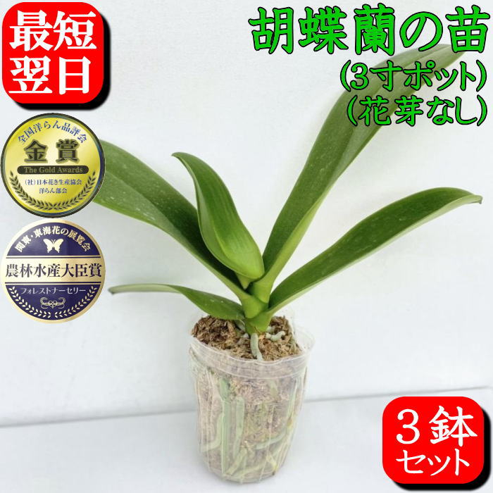 お供え専用ペイジ