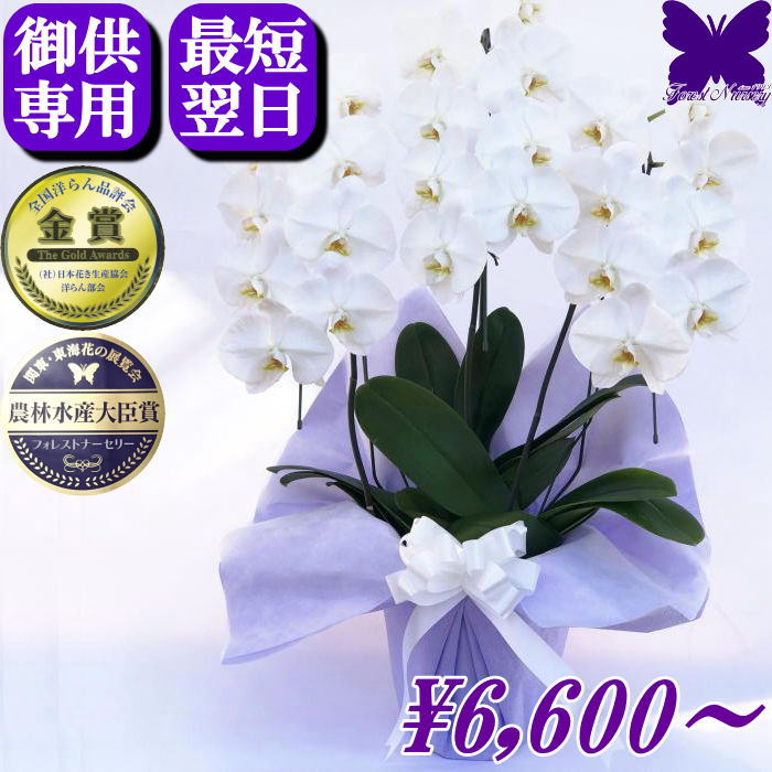 お供え専用 胡蝶蘭 ★最短翌日お届け★遠くの方のお供えやお盆にも最適★ お供え 花 御供 お悔やみ 法事 大輪 白 1.2.3.4.5本立ち 鉢花 アレンジ 枕花 仏花 献花 忌 お盆 お彼岸 花 供花 新盆 初盆 葬儀 告別式 法要 仏事 仏壇 命日 供養 神奈川県平塚から生産直売 送料無料｜胡蝶蘭専門店フォレストナーサリー 24,750円