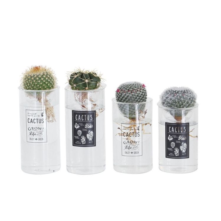 Spice スパイス Blubvase 水耕カクタス L 72l 6個 園 草木 サボテン 多肉 お洒落 英名 水耕サボテン しつらえる ファーニチャー Cannes Encheres Com