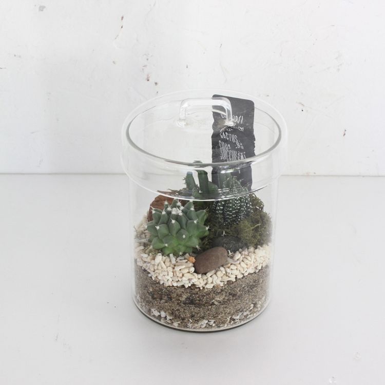 SPICE スパイス GLASS CANSTER SABOTEN Lサイズ 8S04 6個 | ガーデン 植物 サボテン 多肉 インテリア｜SIMONS STORE 18,058円