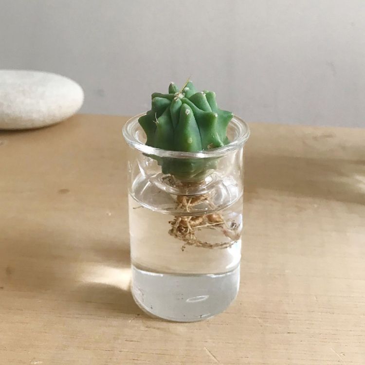 Spice スパイス Spice Of Life Mini Bulb Vase 水耕カクタス 8s65 個 庭園 植物 サボテン 多肉 水耕人文 便利さ Cannes Encheres Com