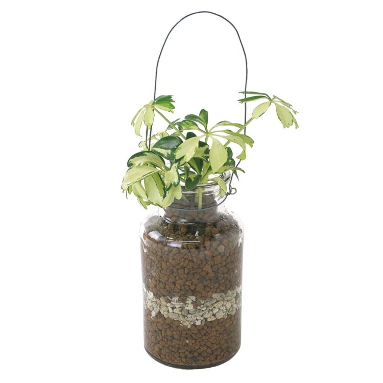 Spice スパイス Spice Of Life ハンギングガラス 観葉 植込 ハイドロ毬 Mug 12個 前栽 草木 観葉植物 水耕育成 ハイドロボール 緑色 Divineoffspringschool Com