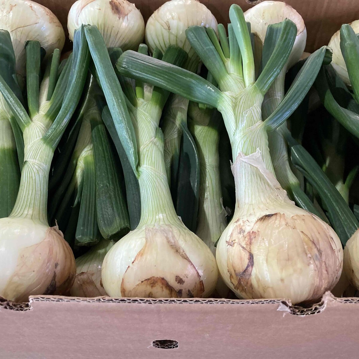 楽天市場】静岡県産 浜ゆたか 新 玉ねぎ 苗 100本 入り 野菜ソムリエ