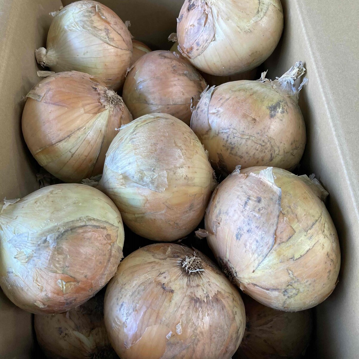 楽天市場】たまねぎ 札幌黄 MSサイズ 5kg 玉ねぎ 札幌産 ブランド