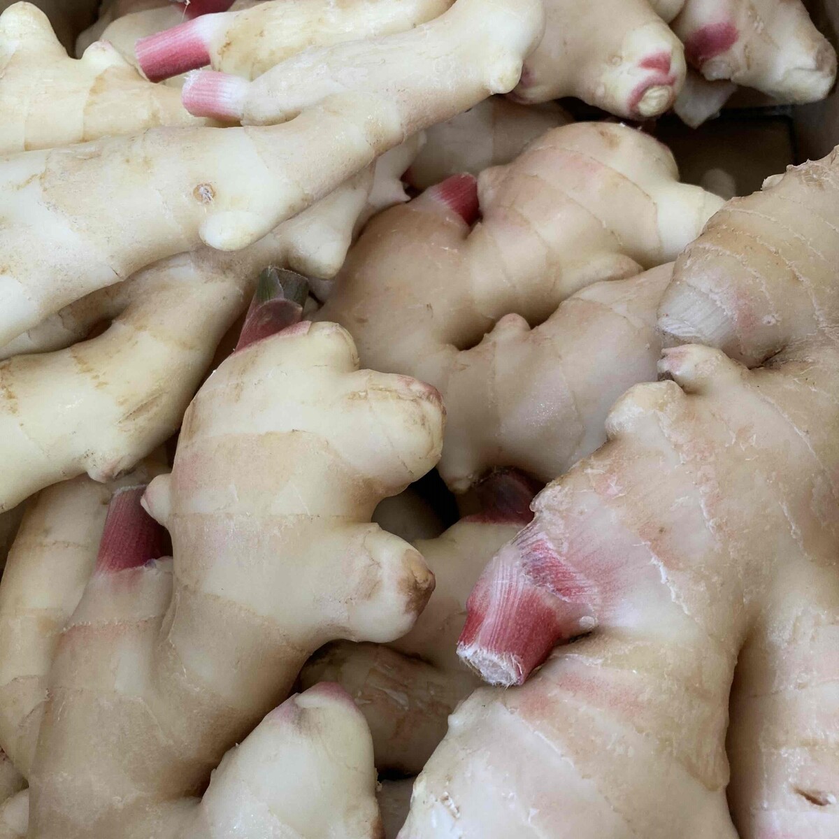 高知産　新生姜　約2ｋｇ