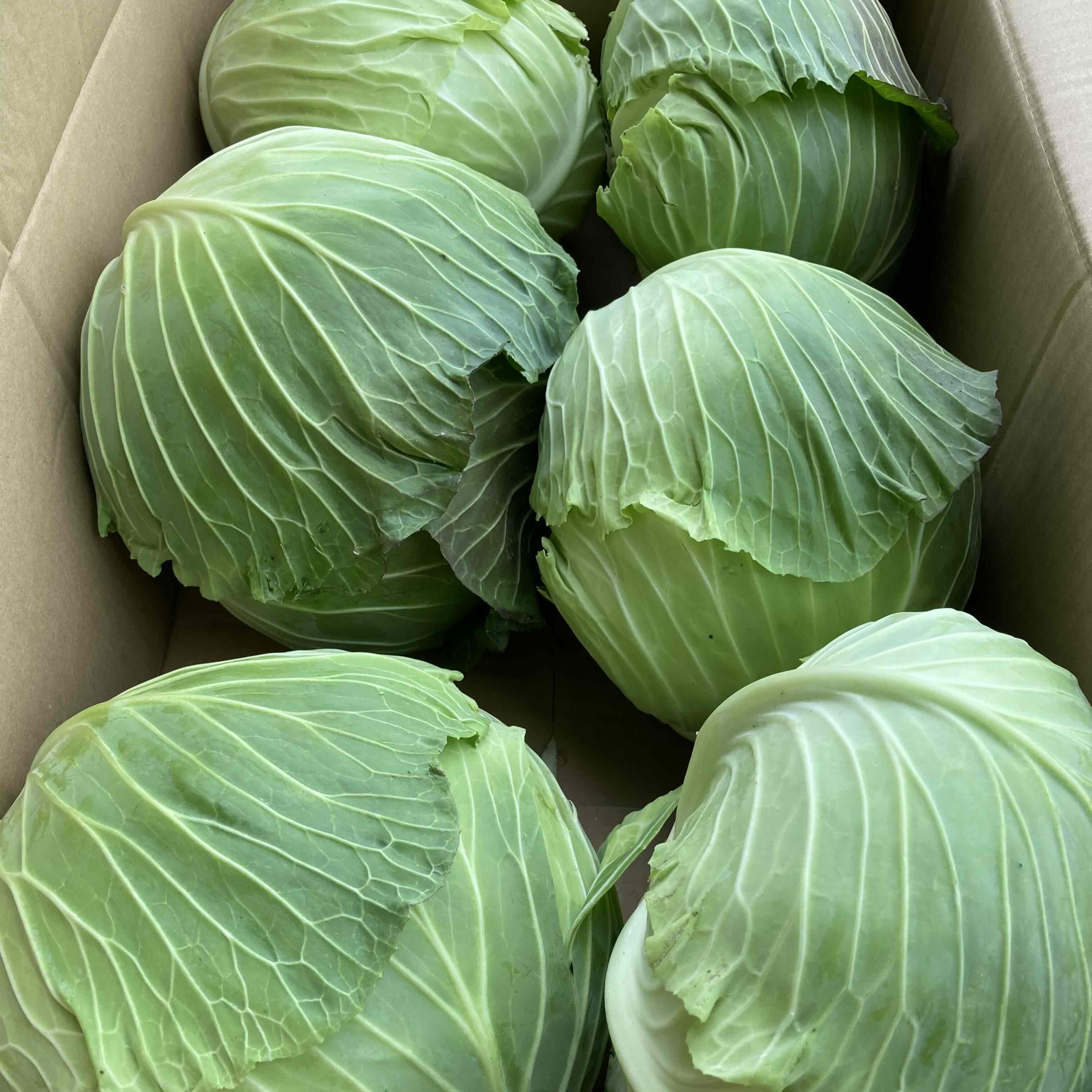 トミ　静岡県産　芽キャベツ　8kg 楽天市場】静岡県産 芽キャベツ（食品）の通販