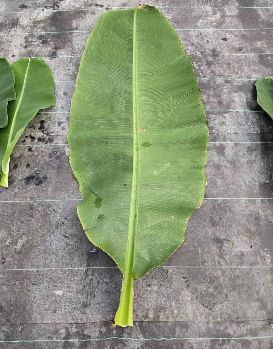 沖縄産　新鮮なバナナの葉　葉っぱ　リーフ　5kg 新鮮なバナナの葉 5kg 販売中 - お茶や料理に最適！沖縄県産