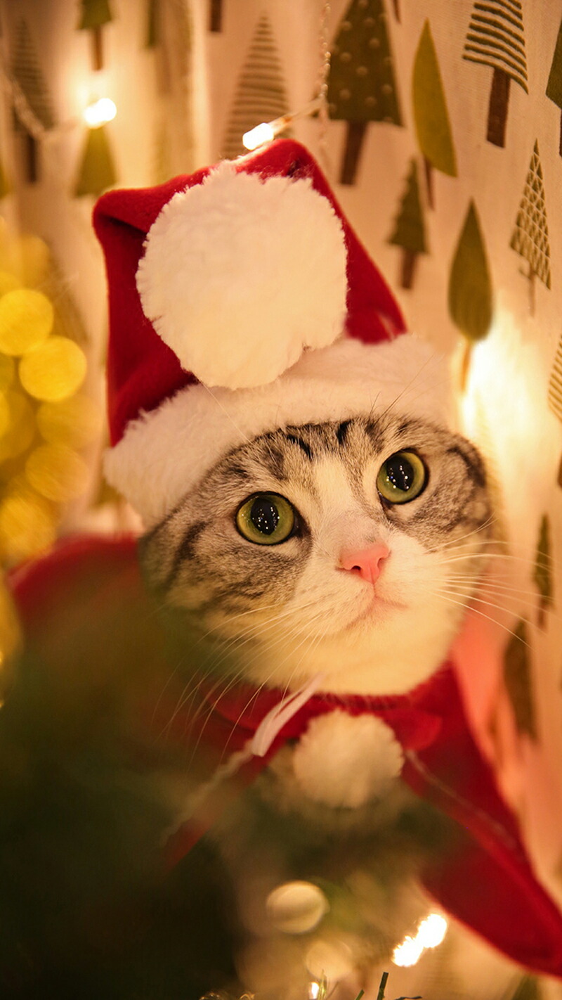 ペット服 クリスマス衣装 マント サンタコスチューム 可愛い 犬服 カチューシャ セット マフラー サンタ帽子 猫服 2点set トナカイ クリスマス