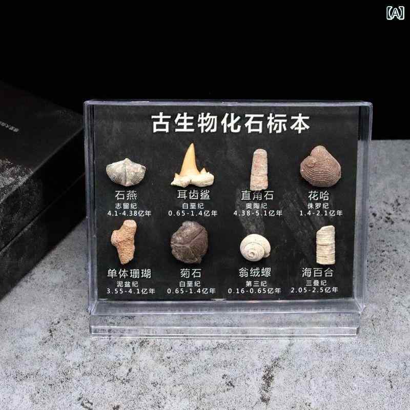 石化ひな形 原鉱寄せあわせ 隕石標本 恐竜歯石化 草木石化 魚石化 虫けら石化 古毛の荒物ひな形 受けつたえる用 寄せあわせ 飾りつけ 生まれながら原料品 科学の科目学びとる 室内装飾雑貨 見せびらかす用 感謝品目