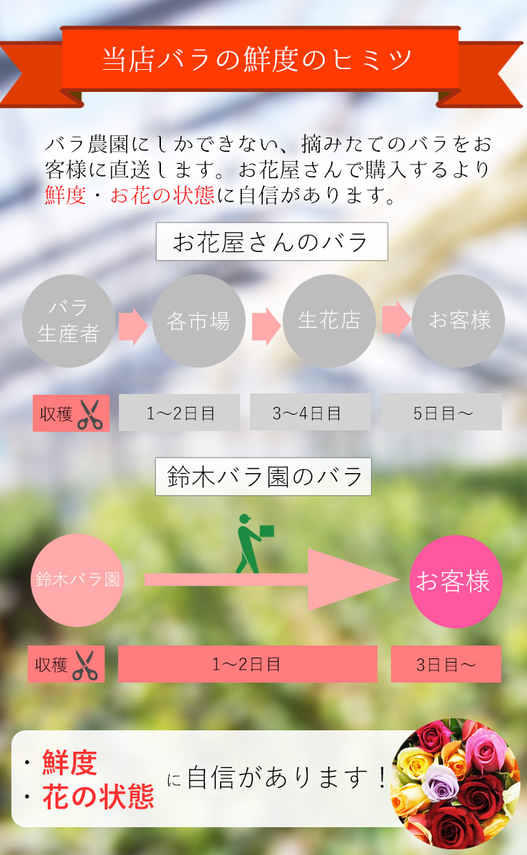 楽天市場 バラ 花束 15本 送料無料 プレゼント 父の日 贈り物 ギフト クール便 誕生日 記念日 バラ花束 花ギフト フラワーギフト 鈴木バラ園 飯島町営業部