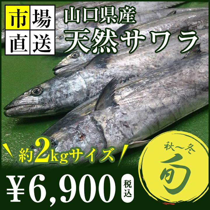 楽天市場 サワラ 鰆 サゴシ 約２キロサイズ 寒鰆 出世魚 新鮮魚宇丸