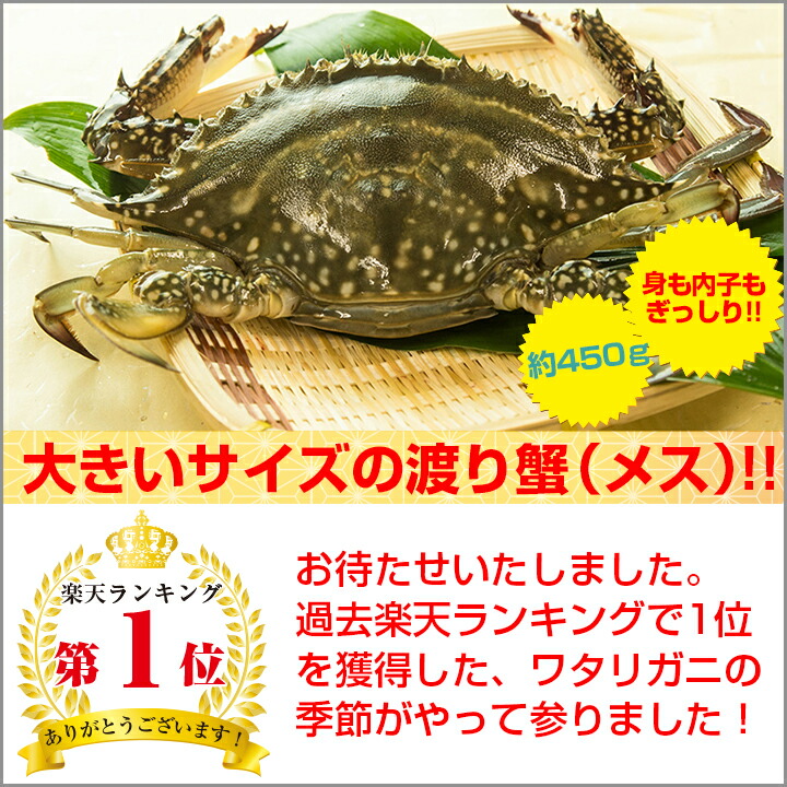 カニ！超新鮮！獲れたての活き締めワタリガニ(メス)特大1尾(約450ｇ)びっくりするほど大きいサイズ！