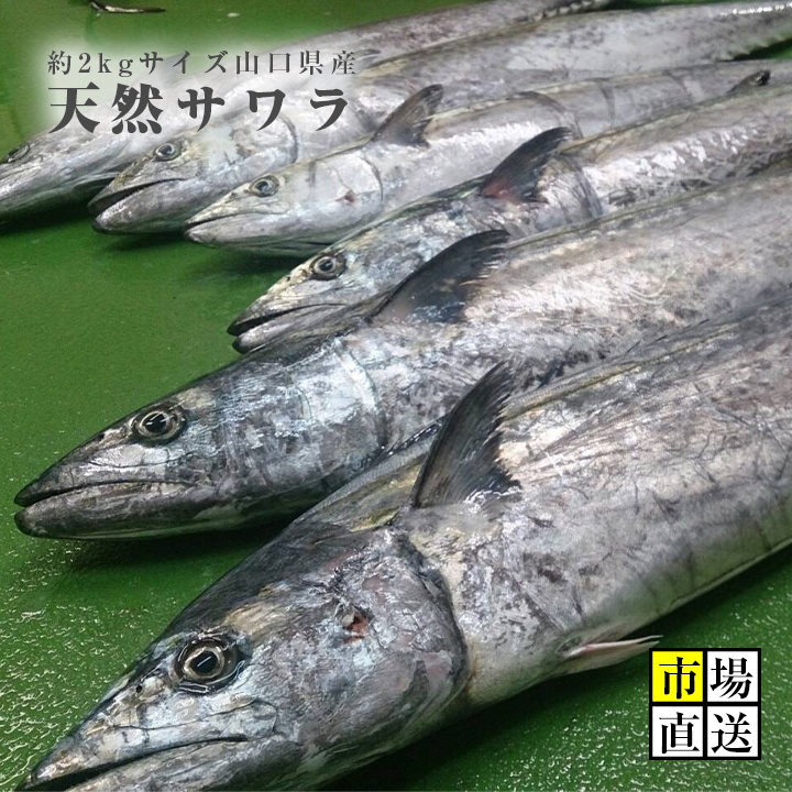 楽天市場 サワラ 鰆 サゴシ 約２キロサイズ 寒鰆 出世魚 新鮮魚宇丸