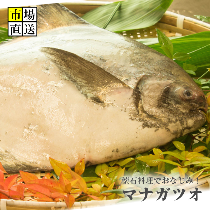 楽天市場 マナカツオ 鰹まなかつお1尾 約２ｋｇ 新鮮魚宇丸