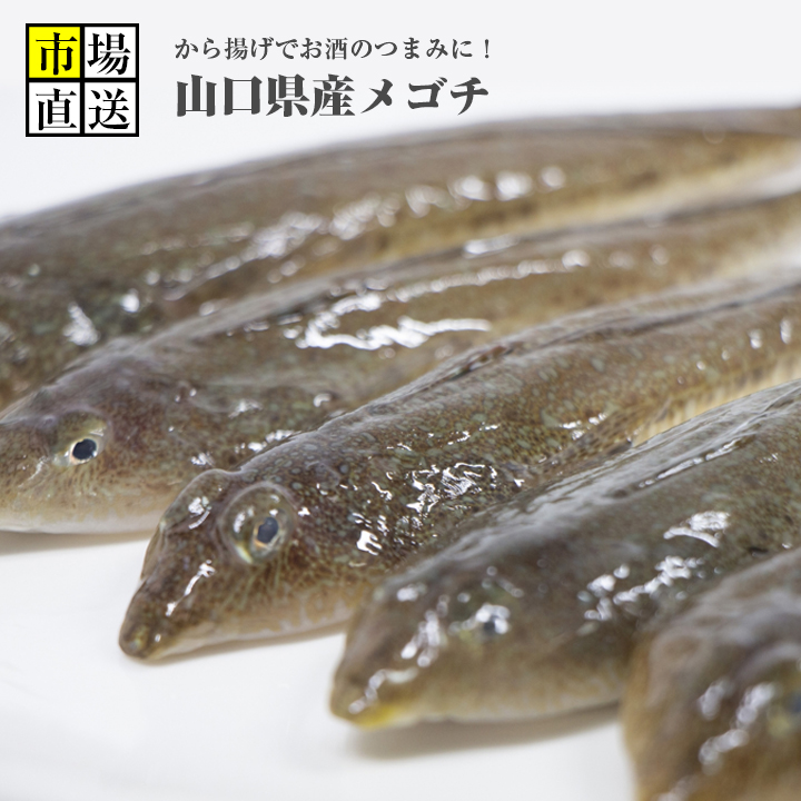 楽天市場 メゴチ メコチ 1kg 激安 新鮮魚宇丸