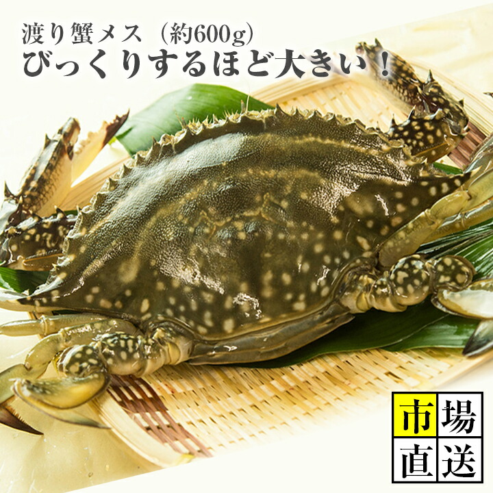 楽天市場 カニ 超新鮮 獲れたての活き締めワタリガニ メス 超特大1尾 600ｇ以上 びっくりするほど大きいサイズ どこにも負けません 新鮮魚宇丸