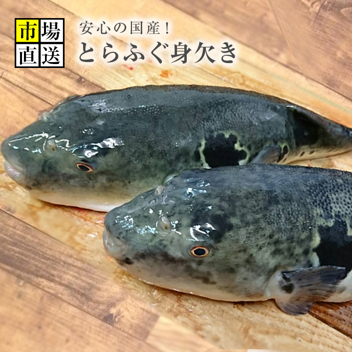 楽天市場 トラフグ とらふぐ 河豚 ふく 身欠き みがき 約900 1kg 新鮮魚宇丸