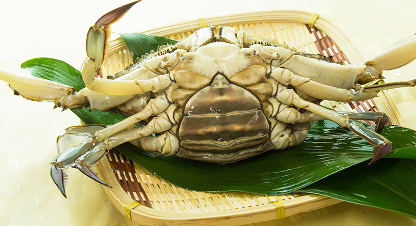 カニ 超新鮮 獲れたての活き締めワタリガニ メス 特大1尾 約400ｇ 3尾入びっくりするほど大きいサイズ 新鮮魚宇丸 まとめ買い 送料無料 おまけ付 鍋に サザエ パスタに 車エビ 味噌汁に サワラ カニ かに 蟹 渡り蟹 ワタリガニ わたりがに 生ワタリガニ