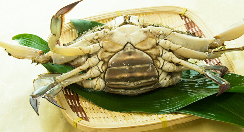 カニ 超新鮮 獲れたての活き締めワタリガニ メス 特大1尾 約400g 3尾入びっくりするほど大きいサイズ 新鮮魚宇丸 まとめ買い 送料無料 おまけ付 鍋に サザエ パスタに 車エビ 味噌汁に サワラ カニ かに 蟹 渡り蟹 ワタリガニ わたりがに 生ワタリガニ カニ 超新鮮 獲れたての活き締めワタリガニ メス 特大1尾 約400g 3尾入びっくりするほど大きいサイズ 新鮮魚宇丸 まとめ買い 送料無料 おまけ付 鍋に サザエ パスタに 車エビ 味噌汁に サワラ カニ かに 蟹 渡り蟹 ワタリガニ わたりがに 生ワタリガニ