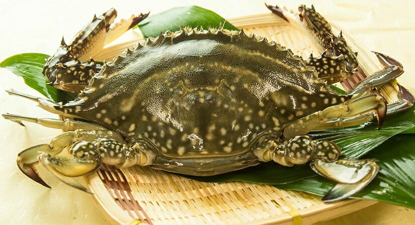 カニ 超新鮮 獲れたての活き締めワタリガニ メス 特大1尾 約400g 3尾入びっくりするほど大きいサイズ 新鮮魚宇丸 まとめ買い 送料無料 おまけ付 鍋に サザエ パスタに 車エビ 味噌汁に サワラ カニ かに 蟹 渡り蟹 ワタリガニ わたりがに 生ワタリガニ カニ 超新鮮 獲れたての活き締めワタリガニ メス 特大1尾 約400g 3尾入びっくりするほど大きいサイズ 新鮮魚宇丸 まとめ買い 送料無料 おまけ付 鍋に サザエ パスタに 車エビ 味噌汁に サワラ カニ かに 蟹 渡り蟹 ワタリガニ わたりがに 生ワタリガニ