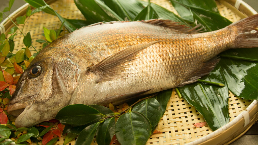 真鯛様 黒鯛工房 黒鯛師 THEヘチ セレクション ZX 88W-BB (2024年 新