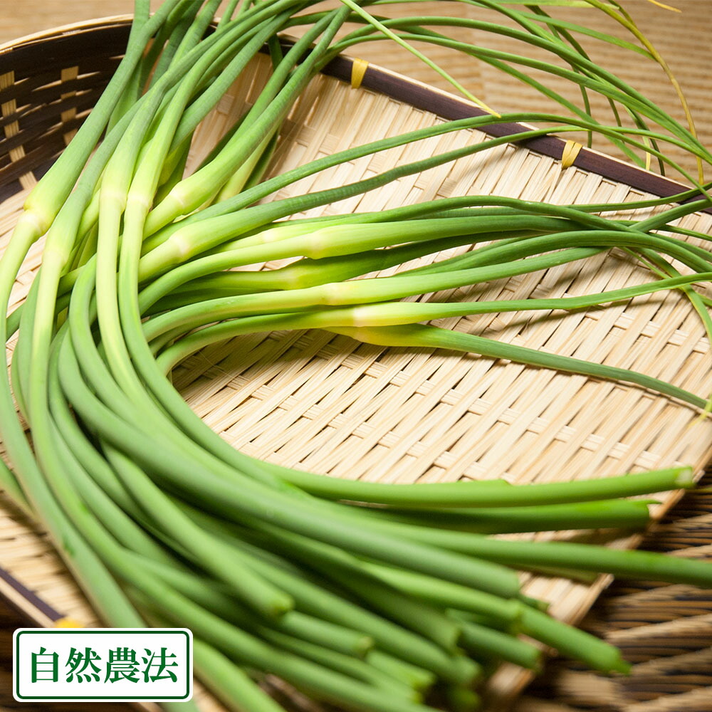 楽天市場 にんにくの芽 5kg 自然農法 福岡県 たなかふぁーむ 産地直送 ふるさと２１