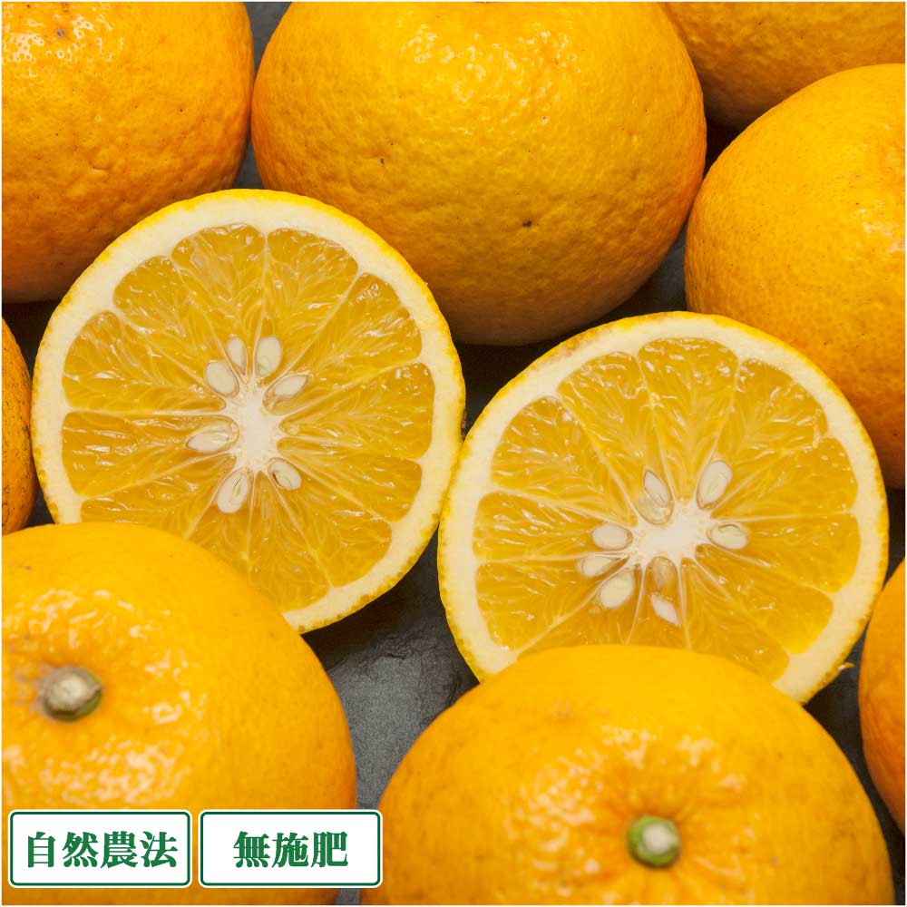 甘夏 A品 10kg 自然農法 無施肥 (愛媛県 風車の町佐田岬の会) 産地直送