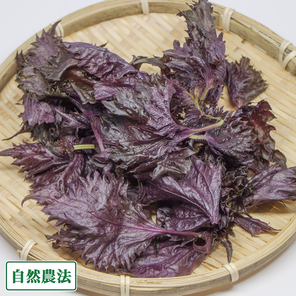 【予約・クール便】赤しそ 枝付き 約2.1kg 自然農法 (青森県 アグリメイト南郷) 産地直送