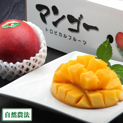 【早期予約開始・クール便】アーウィン 秀品2kg 自然農法 (沖縄県 沖縄マンゴー生産研究会) 産地直送 アップルマンゴー｜ふるさと２１