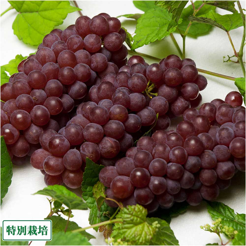 楽天市場 家庭用 デラウエア 種なし 4kg 特別栽培 山形県 稲泉農園 産地直送 ふるさと２１