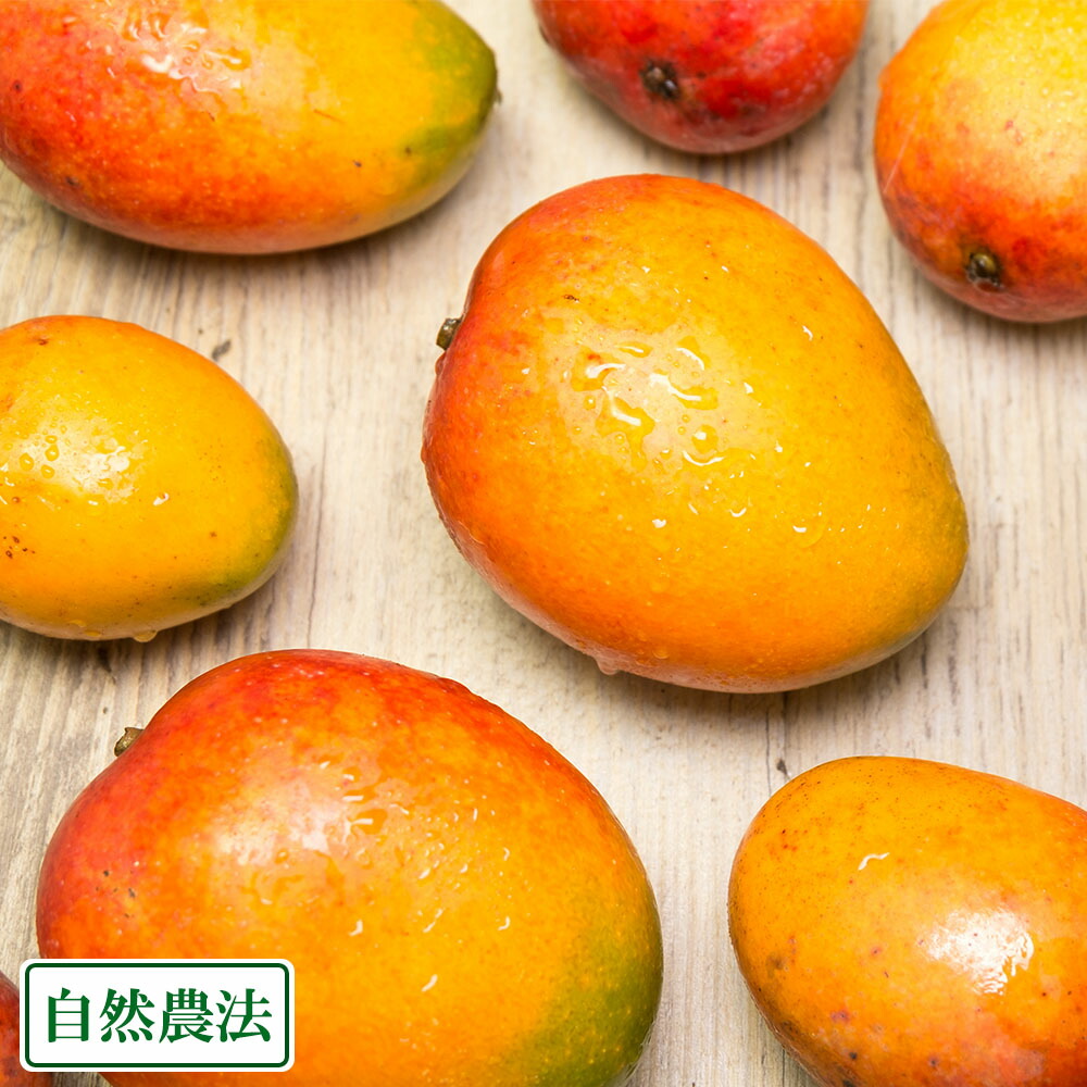 冷こい手紙 アーウィン小玉家族勘定 ミニマンゴー かれこれ6kg 気どらずに農法 沖縄県 沖縄マンゴー工業考査式事 旧里直送 Marchesoni Com Br