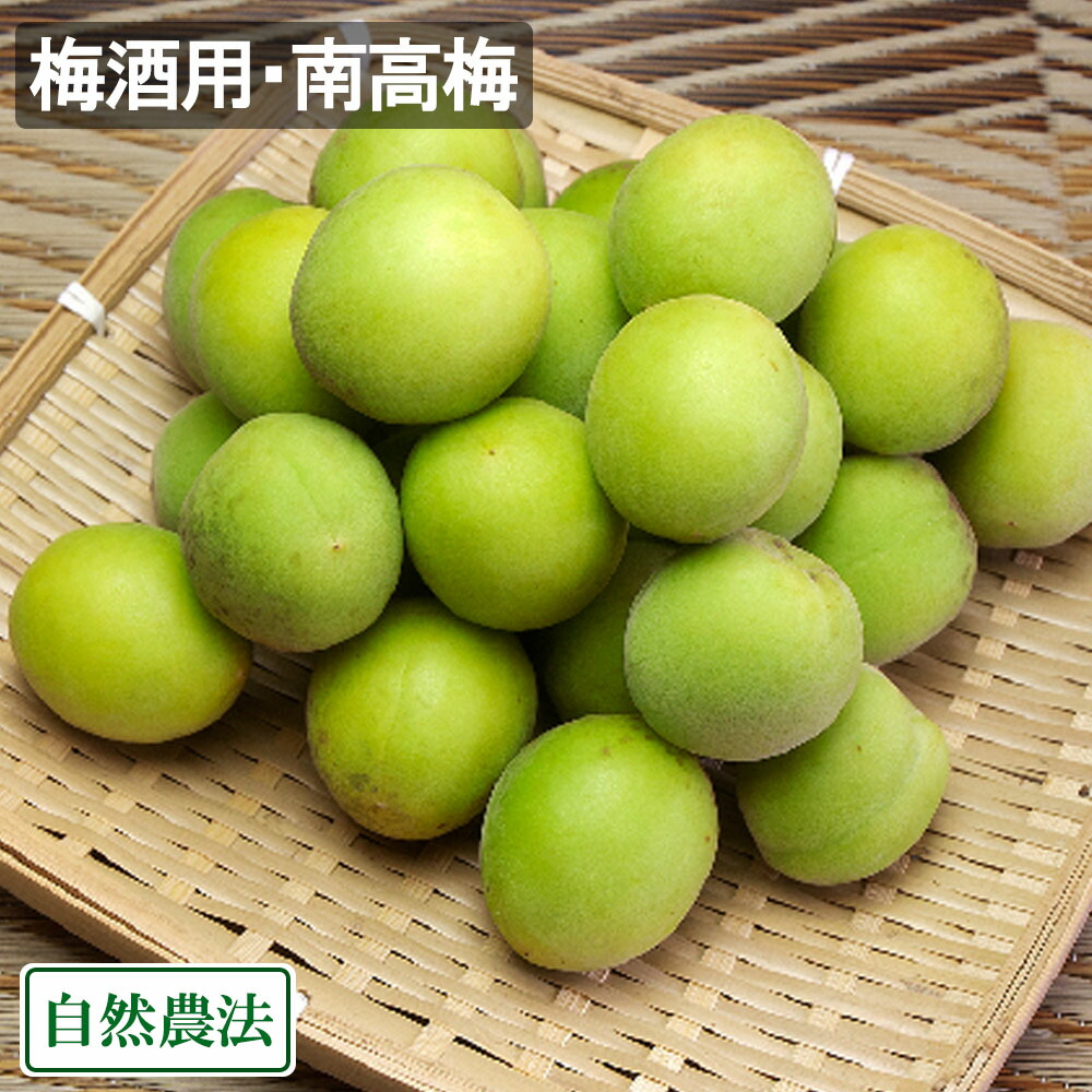 【予約・クール便】 梅酒用・南高梅(M～3Lサイズ混合) 5kg 自然農法 (広島県 万汐農園) 産地直送