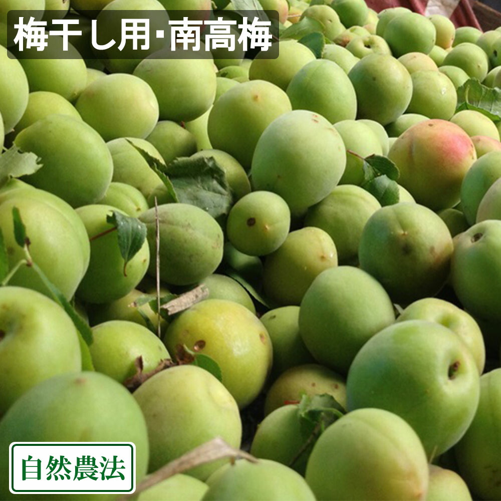 【予約・クール便】 梅干し用・南高梅(M～3Lサイズ混合) 3kg 自然農法 (広島県 万汐農園) 産地直送