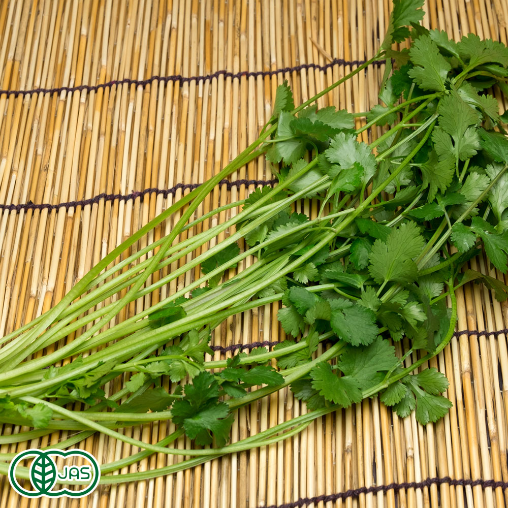 送料無料 クール冷蔵便 無農薬 化学合成された農薬 肥料を一切使用しない パクチー 有機 が びおロジ 産地直送食品 3kg 千葉県 有機jas 産地直送 ふるさと２１ びおロジ パクチー 有機jas