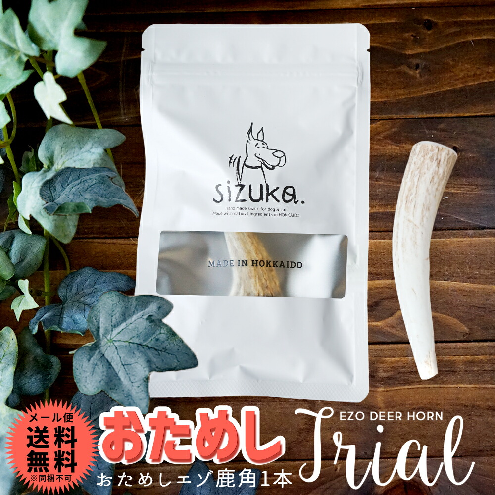 楽天市場】鹿角半割長さ約11センチ1本 令和7年1月獲れ！【送料