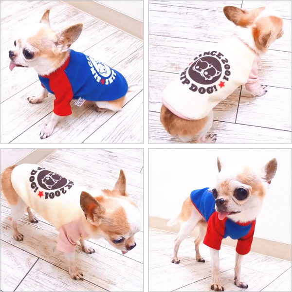 【楽天市場】SkipDog!フリースラグランTシャツ (チワワ 小型犬 犬の服 ドッグウェア 犬服 半袖)：チワワ専門店スキップドッグ！