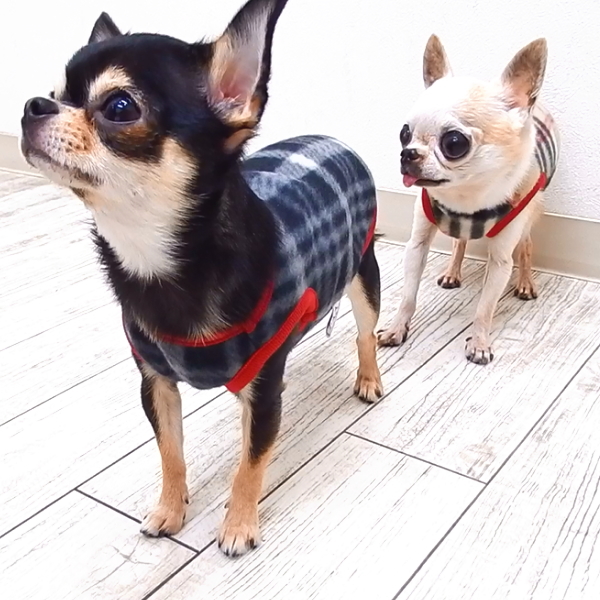 【楽天市場】SkipDog! 刺繍 チェックフリースタンク │ チワワ 服 小型犬 犬 犬の服 犬服 洋服 ペット
