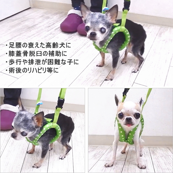 楽天市場 サポートハーネス プチドット チワワ 小型犬 犬 ペット 胴輪 ハーネス シニア 老犬 介護 術後 保護 膝蓋骨 リード ベスト しつけ 軽い 軽量 お出かけ カラフル かわいい 可愛い おしゃれ 散歩 犬用品 犬グッズ ペット用品 ペットグッズ チワワ専門店