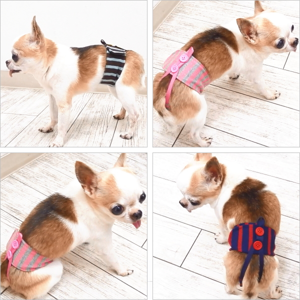 楽天市場 Skipdog サニタリーバンド ボーダー チワワ 服 犬 ペット おむつ オムツ マナーパンツ サニタリーパンツ 生理パンツ マナーパッド マナーパット マナーおむつ ナプキン おむつカバー 小型犬 犬用品 ヒート 避妊 介護 介護用品 ペット用品 カラフル かわいい