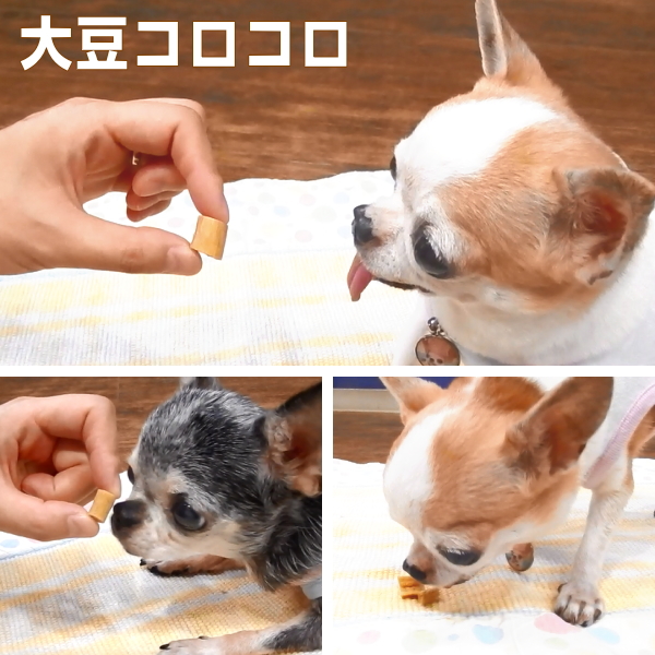 楽天市場 大豆コロコロ 80g ベストパートナー チワワ 犬 おやつ オヤツ トリーツ ご褒美 しつけ 国産 無添加 無着色 小型犬 犬用 ペット ベストパートナー 大豆 クッキー 小粒 ペット用品 犬用品 チワワ専門店スキップドッグ