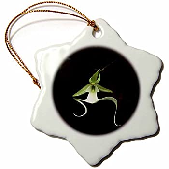 【中古】【輸入品・未使用】3drose Orn 53293?_ 1?Rare Exoticゴーストorchid-snowflake、オーナメント、磁器3-inch 10,644円