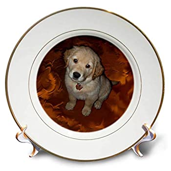 【中古】【輸入品・未使用】Dogs golden retriever???ゴールデンレトリバー子犬???プレート 8-Inch cp_3970_1｜スカイマーケットプラス