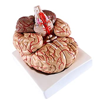 【中古】【インポート品・未当て嵌める】Wellden Medical Anatomical Brain Model%ｶﾝﾏ% with Arteries%ｶﾝﾏ% 9 Parts%ｶﾝﾏ% Life Size by Wellden