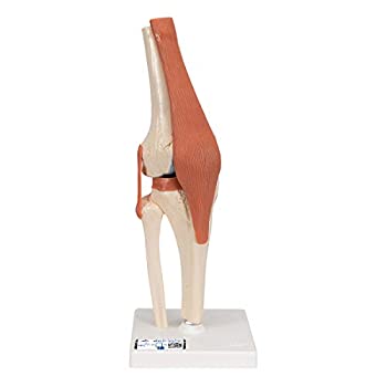 【中古】【輸入品・未使用】(Deluxe Knee Model) - 3B Scientific A82/1 Deluxe Functional Knee Joint Model%ｶﾝﾏ% 32cm Height｜スカイマーケットプラス 55,453円