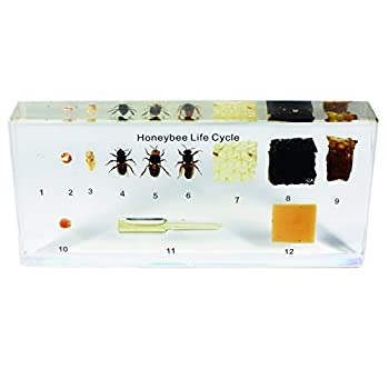 【中古】【輸入品・未使用】Real Bug アクリルミツバチライフサイクル バイオプラストブロック 幅6-1/2インチ x 高さ3-5/32インチ x 厚さ0.9インチ|スカイマーケットプラス
