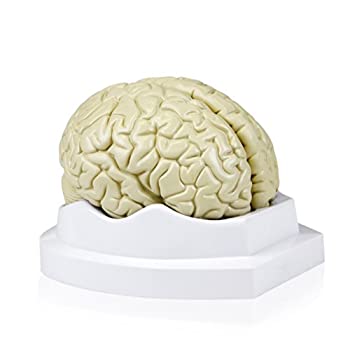 【中古】【インポート品・未当て嵌める】Walter Products B10401-3 Brain Model%ｶﾝﾏ% Life Size 3-Part