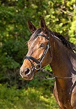 【中古】【輸入品・未使用】Shires Avignon アスペンブライダル フル