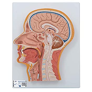 【中古】【輸入品・未使用】3B Scientific C12 Median Section of the Head Model%カンマ% 26cm x 33cm x 5.1cm|スカイマーケットプラス
