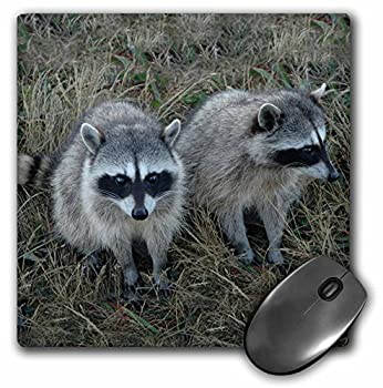 【中古】【輸入品・未使用】3Dローズ 野生動物 - 2匹のアライグマ、 アライグマ - マウス パッド - マウスパッド - mp_1151_1 (並行輸入)